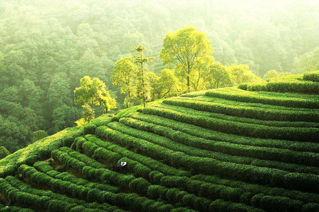 上海梅家坞茶叶